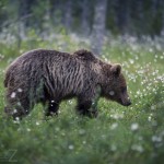 Björngömslet skog gömsle björnar björn 