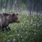 Björngömslet skog gömsle björnar björn 