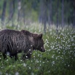 Björngömslet skog gömsle björnar björn 