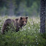 Björngömslet skog gömsle björnar björn 