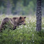 Björngömslet skog gömsle björnar björn 