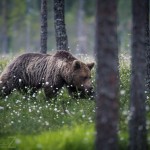 Björngömslet skog gömsle björnar björn 