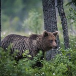 Björngömslet skog gömsle björnar björn 