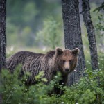 Björngömslet skog gömsle björnar björn 