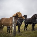 Island   Dag 2 island iceland 