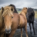 Island   Dag 2 island iceland 