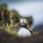 Island   Dag 2 island iceland 