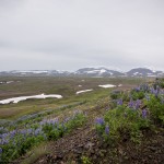 Island   Dag 5 island iceland 