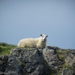 Island   Dag 7 island iceland 