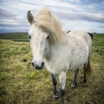 Island   Dag 7 island iceland 