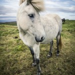 Island   Dag 7 island iceland 