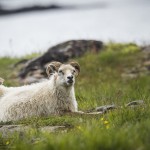 Island   Dag 7 island iceland 