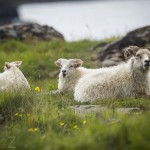 Island   Dag 7 island iceland 