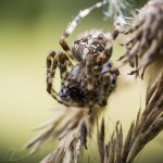 Korsspindel spindel spider korsspindel 