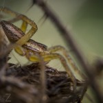 Korsspindel spindel spider korsspindel 