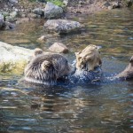 Orsa Björnpark orsa grönklitt orsa lodjur lo isbjörn grönklitt björnpark björn berguv 