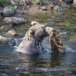 Orsa Björnpark orsa grönklitt orsa lodjur lo isbjörn grönklitt björnpark björn berguv 