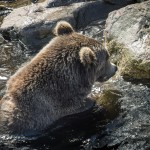 Orsa Björnpark orsa grönklitt orsa lodjur lo isbjörn grönklitt björnpark björn berguv 