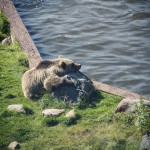 Orsa Björnpark orsa grönklitt orsa lodjur lo isbjörn grönklitt björnpark björn berguv 