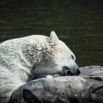 Orsa Björnpark orsa grönklitt orsa lodjur lo isbjörn grönklitt björnpark björn berguv 