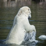 Orsa Björnpark orsa grönklitt orsa lodjur lo isbjörn grönklitt björnpark björn berguv 