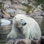 Orsa Björnpark orsa grönklitt orsa lodjur lo isbjörn grönklitt björnpark björn berguv 