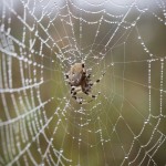 En dimmig morgon vid ödeladan spindel spider snigel snail quadratus mist hawk bug 