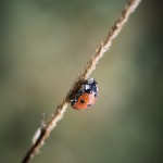 En dimmig morgon vid ödeladan spindel spider snigel snail quadratus mist hawk bug 