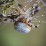 En dimmig morgon vid ödeladan spindel spider snigel snail quadratus mist hawk bug 