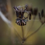 En dimmig morgon vid ödeladan spindel spider snigel snail quadratus mist hawk bug 