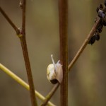 En dimmig morgon vid ödeladan spindel spider snigel snail quadratus mist hawk bug 