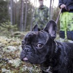 Offroad Skogstibble skogstibble skogskörning offroad mudd lera 