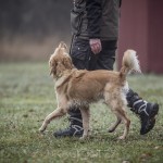 Lydnadstävling Knivsta lydnadstävling lydnad hund brukshund. hundar 