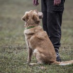 Lydnadstävling Knivsta lydnadstävling lydnad hund brukshund. hundar 