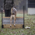 Lydnadstävling Knivsta lydnadstävling lydnad hund brukshund. hundar 