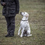 Lydnadstävling Knivsta lydnadstävling lydnad hund brukshund. hundar 