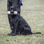 Lydnadstävling Knivsta lydnadstävling lydnad hund brukshund. hundar 