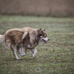 Lydnadstävling Knivsta lydnadstävling lydnad hund brukshund. hundar 