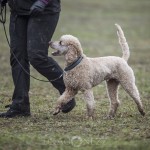 Lydnadstävling Knivsta lydnadstävling lydnad hund brukshund. hundar 