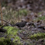 Småfåglar vid vindbrovägen småfåglar fåglar 