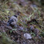 Småfåglar vid vindbrovägen småfåglar fåglar 