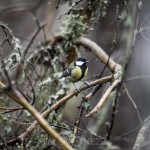 Småfåglar vid vindbrovägen småfåglar fåglar 