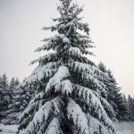 Ute i snön snöar snö skoter skogen 