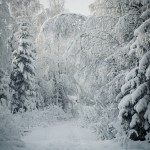 Ute i snön snöar snö skoter skogen 
