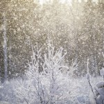 Ute i snön snöar snö skoter skogen 