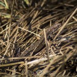 Ormar i vårsolen snok skogsödla huggorm blåsippor 