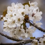 Vårblomster vita blommor träd körsbärsblomster blommor blommande äppelblom 