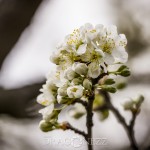 Vårblomster vita blommor träd körsbärsblomster blommor blommande äppelblom 