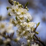 Vårblomster vita blommor träd körsbärsblomster blommor blommande äppelblom 