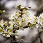 Vårblomster vita blommor träd körsbärsblomster blommor blommande äppelblom 